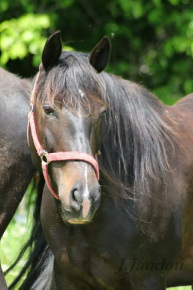 randonnee cheval rive-sud montreal