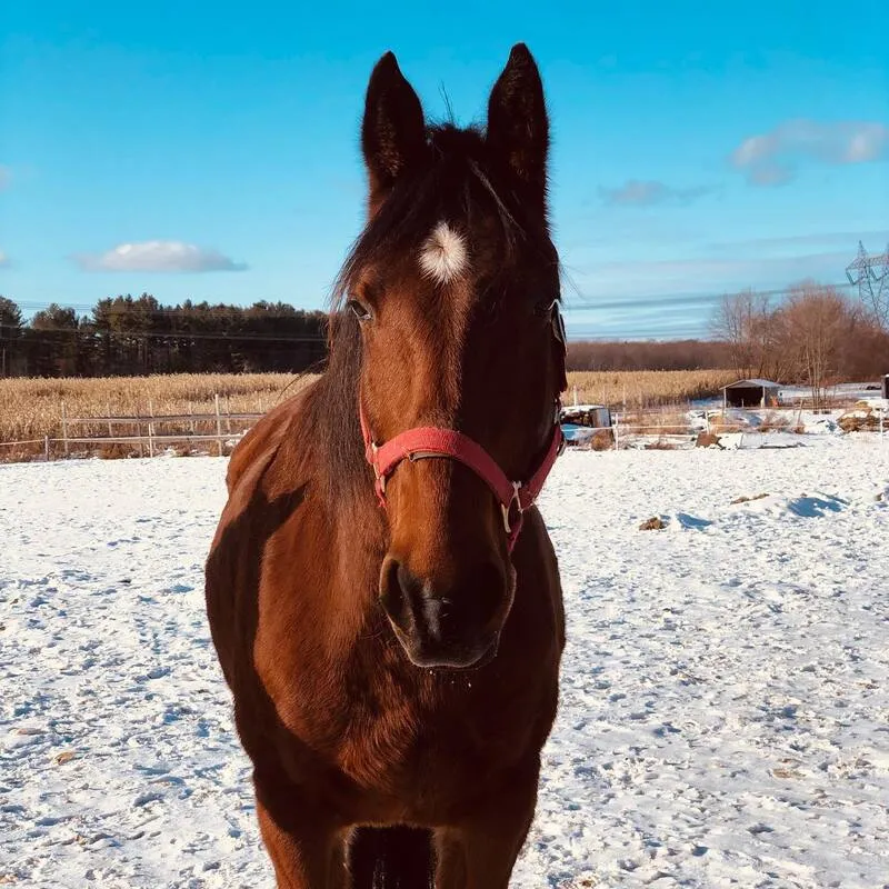 Cheval alezan de face dans un paddock enneigé.
