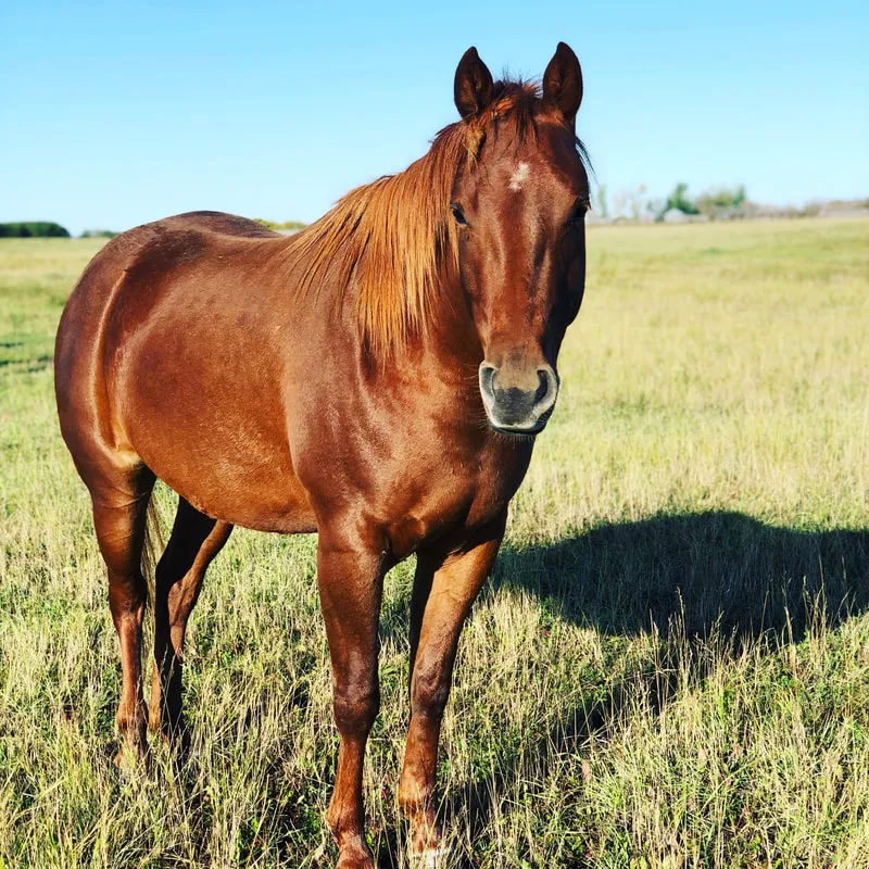 Cheval alezan debout dans un pré ensoleillé.