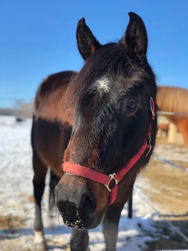 Portrait d'un cheval bai portant une étoile au front.