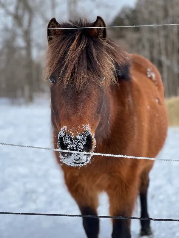 Portrait d'un cheval bai par temps d'hiver.
