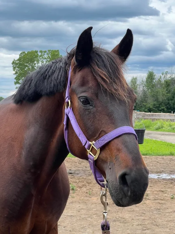 Cheval bai portant un licou mauve, en gros plan.