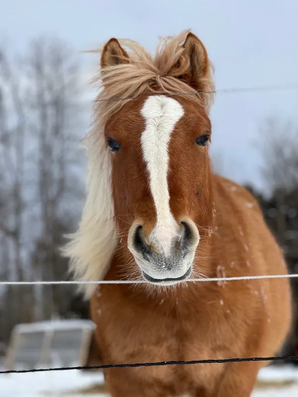 Portrait d'un cheval palomino à la crinière blonde.