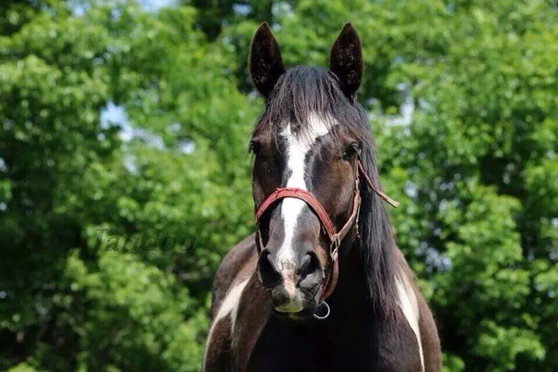 Cheval pie de face devant un rideau d'arbres.