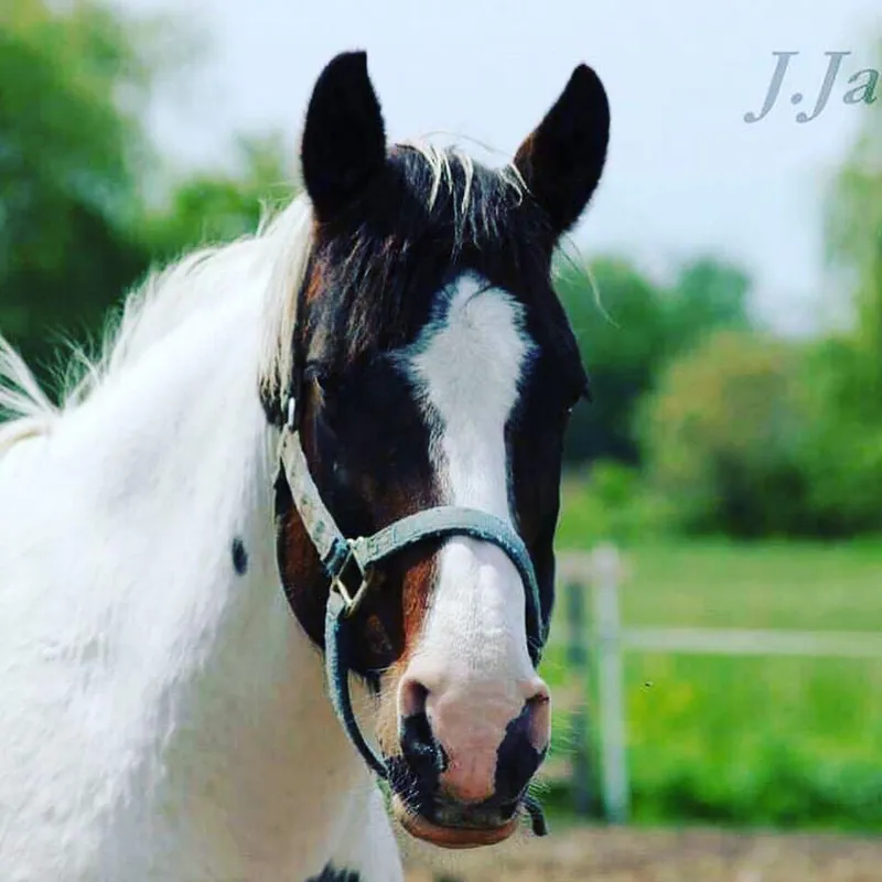 Portrait d'un cheval pie à la crinière blanche.