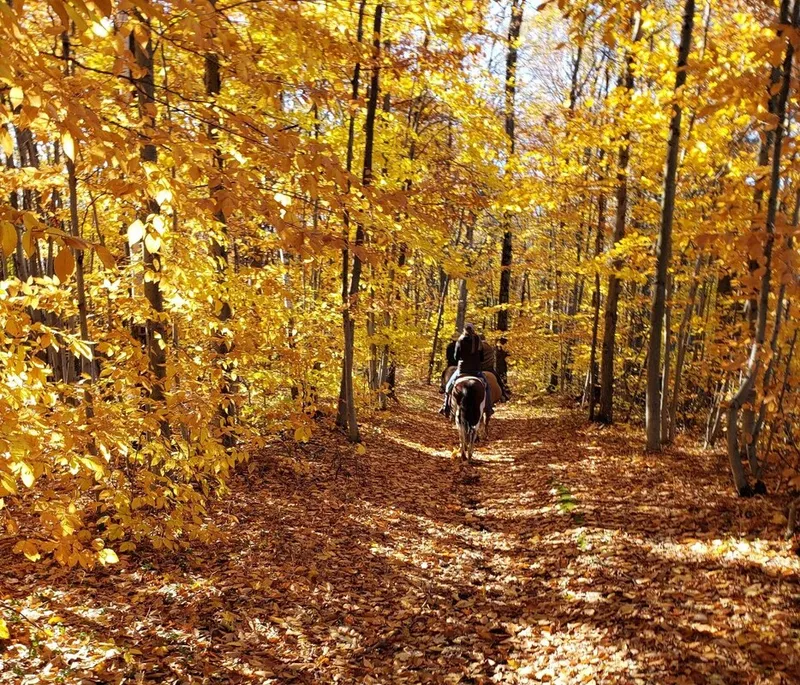 Sentier tapissé de feuilles dorées dans une érablière à l'automne.