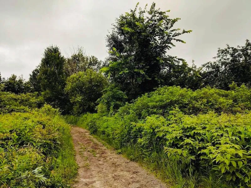 Sentier forestier s'ouvrant sur une clairière sous un ciel gris.