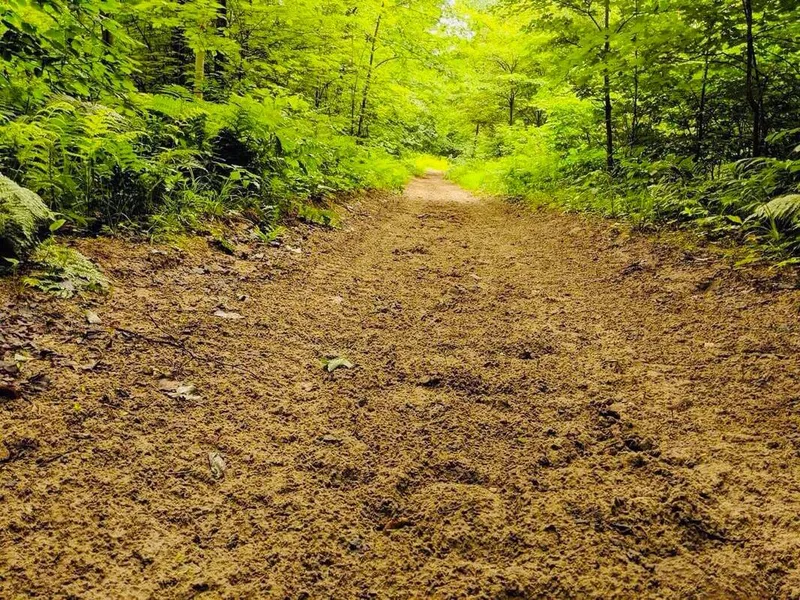Sentier de terre bordé de forêt verte en été.