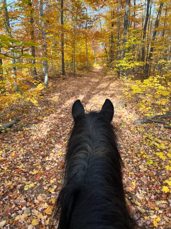 Vue entre les oreilles du cheval sur un sentier d'automne.