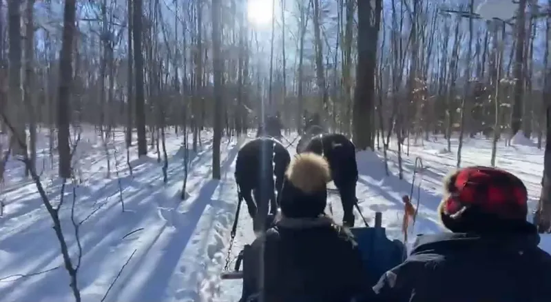 Balade en traîneau tiré par des chevaux en hiver.