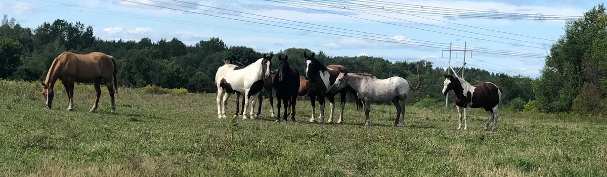 Le troupeau de chevaux au pré, vue panoramique.